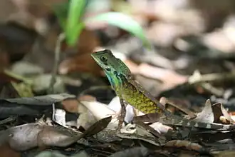 Description de l'image Otocryptis nigristimata.jpg.