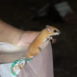 Description de l'image Otonyctomys hatti.png.