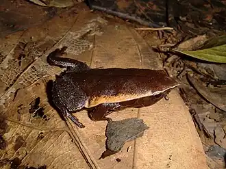 Description de cette image, également commentée ci-après