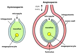 Ovules (mégagamétophytes) : Gymnospermes à gauche, Angiospermes à droite.