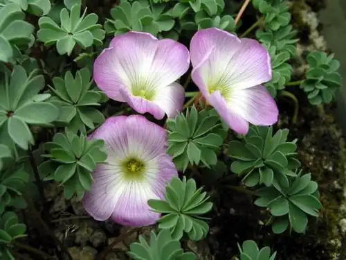 Oxalis du Chili (Oxalis adenophylla)