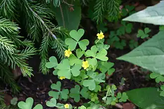 Description de l'image Oxalis stricta flowers and foliage 002.JPG.
