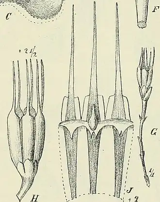 Description de l'image Oxygyne triandra.jpg.