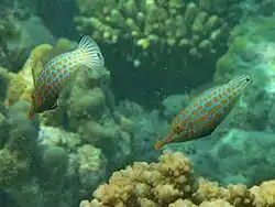Un groupe de poissons-lime à taches orange (Oxymonacanthus longirostris)