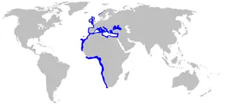 Description de l'image Oxynotus centrina distmap.png.