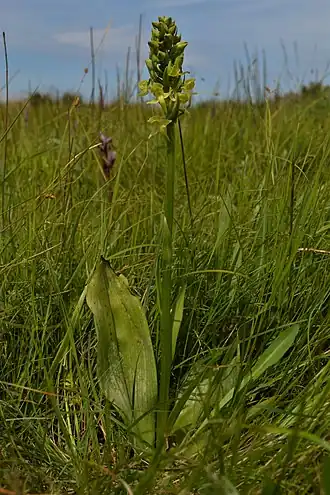 Description de cette image, également commentée ci-après