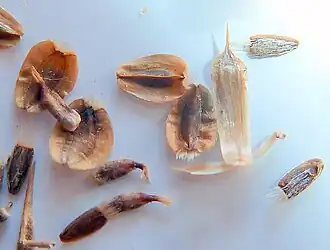 Fruits internes et externes (à Murcie en Espagne).