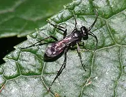 Priocnemis hyalinata