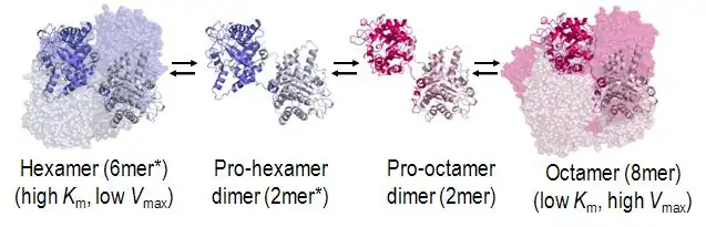 Régulation allostérique de la porphobilinogène synthase, fonctionnant comme une morphéine : l'unité structurelle de l'enzyme est un dimère susceptible de former, selon sa conformation, un octamère actif ou un hexamère inactif (PDB&nbsp;1PV8).