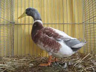 Canard d'Overberg