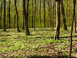 Forêt dans le parc.