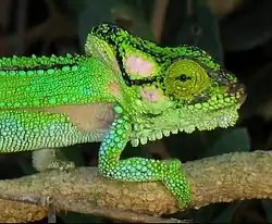 Bradypodion damaranum