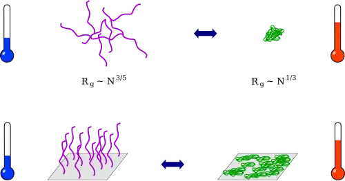 PNIPAM déplié à basse température (Rg~N^(3/5)) et PNIPAM effondré à plus haute température (Rg~N^(1/3))