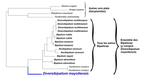 Arbre phylogénétique des Geoplanidae, montrant la position particulière de Diversibipalium mayottensis (en bleu) comme groupe-frère de tous les autres Bipaliinae.