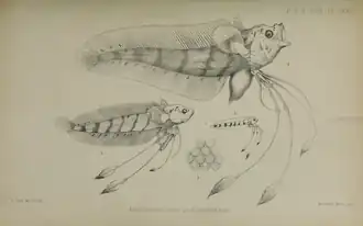 Eretmophorus kleinenbergi.