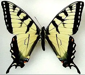 Description de l'image P app m holotype dorsal.jpg.