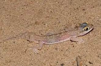 Description de l'image Pachydactylus austeni 331875239.jpg.