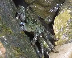 Pachygrapsus marmoratus