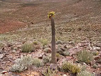 Pachypodium namaquanum, Richtersveld