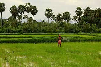 Contigu aux plaines du Tamil Nadu par la trouée de Palghat, le district de Palakkad est un des greniers à riz du Kerala.