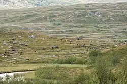 Troupeau de rennes près du lac Virihaure
