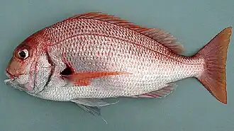 Description de l'image Pagrus africanus.jpg.