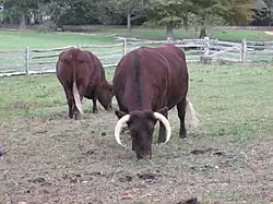 la photo couleur montre deux vaches acajou sombre pâturant. Elles portent de belles cornes blanches en croissant vers le bas.
