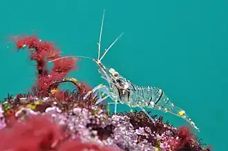 Palaemon serratus, de la super-famille des Palaemonoidea