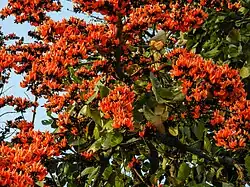 Fleurs à Ranchi, au Jharkhand, en Inde.