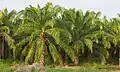 Plantation de Elaeis oleifera en Mexique