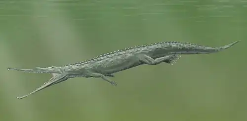 Paleorhinus sp. (Phytosauria) †