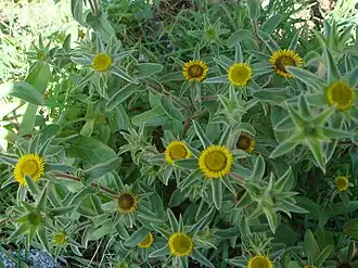 Description de l'image Pallenis spinosa 3.JPG.