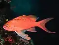 Poisson anthias