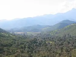 Paysage naturel du Chili avec cocotier du Chili à l'état sauvage.
