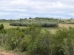 Un épais bosquet de vieux arbres à Palmar de tiburcio, Camino del Indio, Rocha, Uruguay.