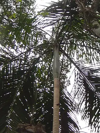 Description de l'image Palmera palmito Parque nacional Iguazú.JPG.