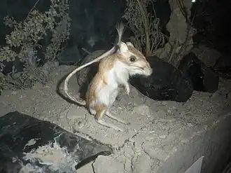 Description de l'image Panamint kangaroo rat.jpg.