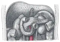 Organes sous-diaphragmatiques.