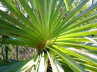 Description de l'image Pandanus_spiralis.jpg.