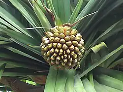 Infrutescence (fruit composé)