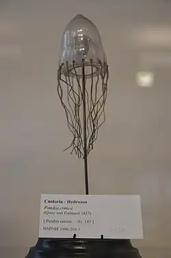 Modèle de Pandea conica