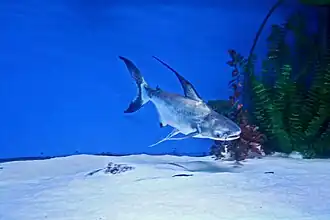 Pangasius sanitwongsei, endémique des fleuves Mékong et Chao Phraya