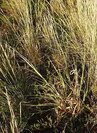 Description de l'image Panicum decompositum habit.jpg.