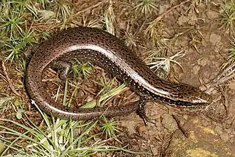 Description de l'image Panolopus marcanoi - 51140729549.jpg.