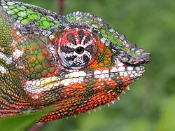 Caméléon panthère