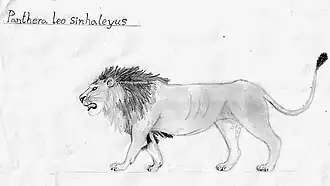 Description de l'image Panthera Leo Sinhayeus.jpg.