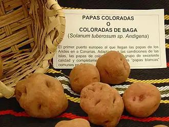 Image illustrative de l’article Papas antiguas de Canarias