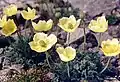 Papaver nudicaule.