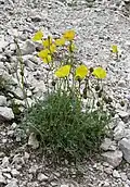 P. alpinum subsp. rhaeticumexemplaire à fleur jaune.