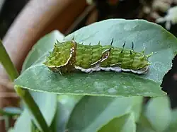 Chenille au dernier stade